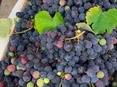 Prodaja, kuća, 250m², Tivat, Crna Gora - image 8