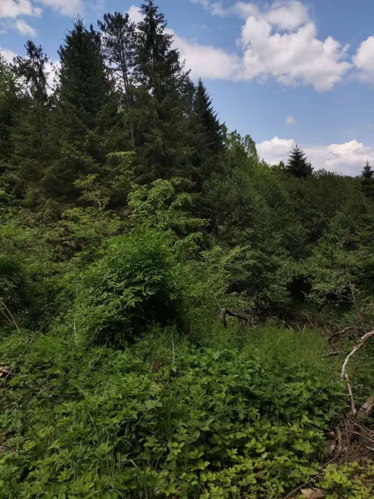 Prodaja, plac, 35000m², Potkrajci, Bijelo Polje