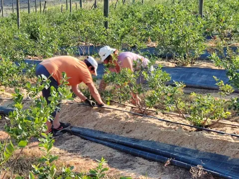 Prodaja, plac, 120000m², Centar, Šabac - image 10