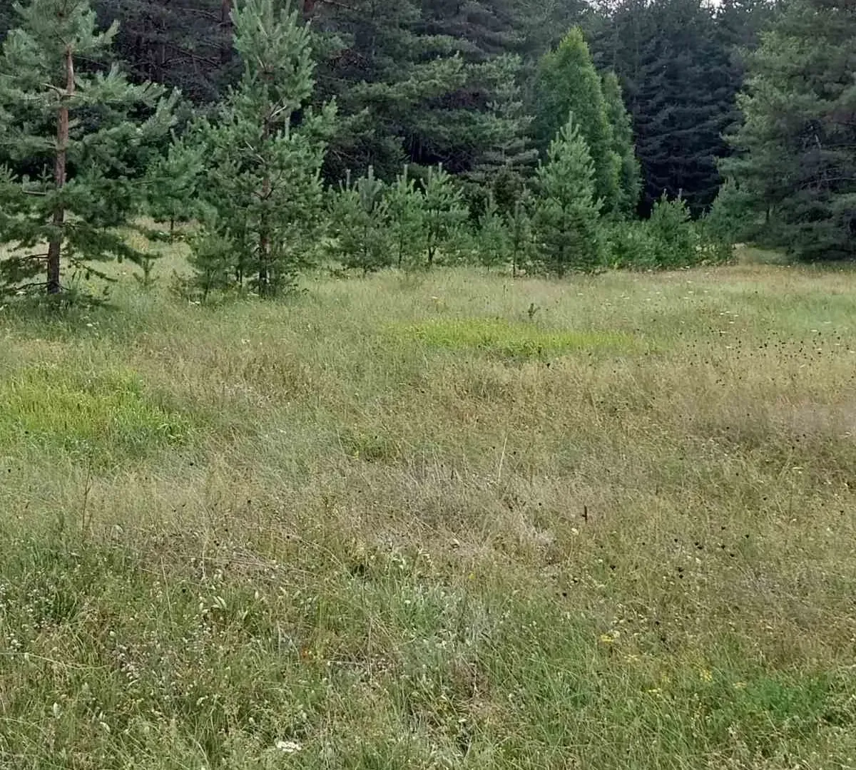Prodaja, plac, 1600m², Žabljak, Crna Gora