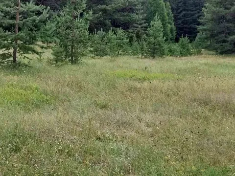 Sale, land lot, 1600m², Žabljak, Crna Gora - image 3