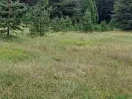 Prodaja, plac, 1600m², Žabljak, Crna Gora - image 3