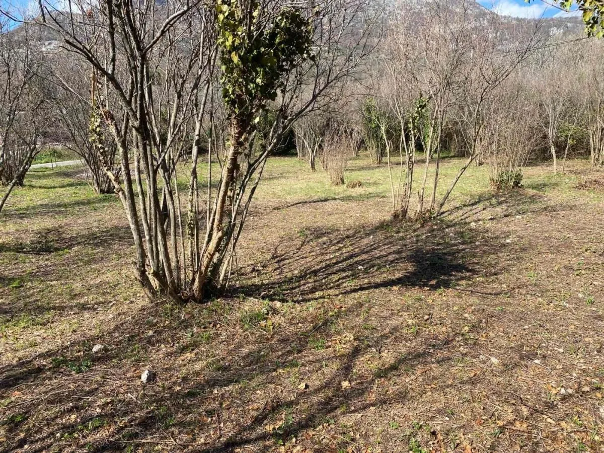 Pogled na prostrano dvorište sa drvećem i prirodnim okruženjem.