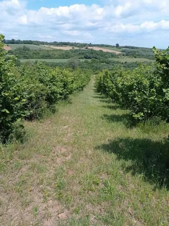 Pogled na zasađeno zemljište sa zelenilom i drvećem.