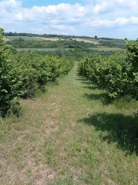 Pogled na zasađeno zemljište sa zelenilom i drvećem. - image 6