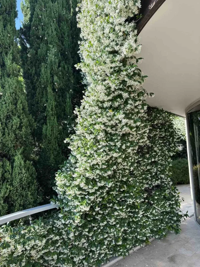 Balkon ukrašen bujnom zelenom penjačicom sa bijelim cvjetovima.
