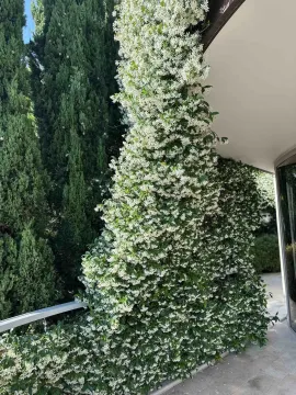 Balkon ukrašen bujnom zelenom penjačicom sa bijelim cvjetovima. - image 19