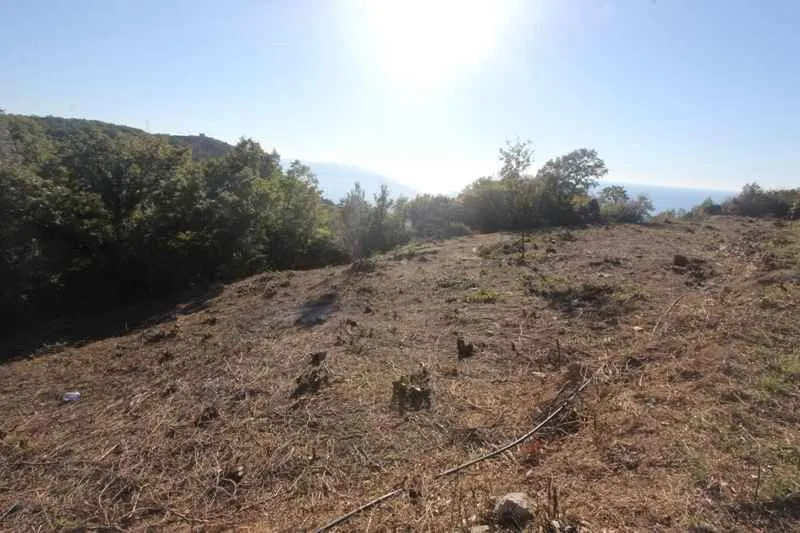 Pogled na zemljište sa drvećem i rastinjem.