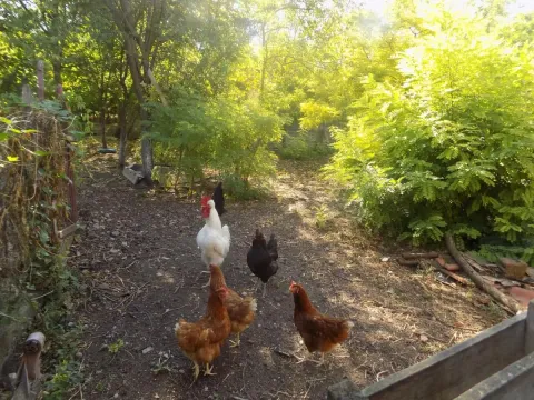 Prodaja, kuća, 106m², Lešje, Paraćin - image 22