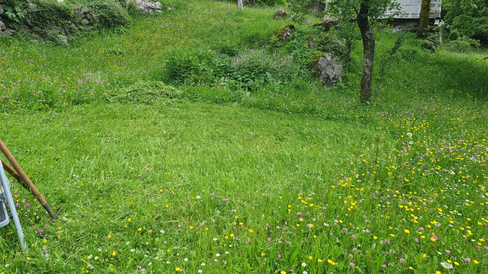 Zeleno dvorište puno trave i poljskog cvijeća.