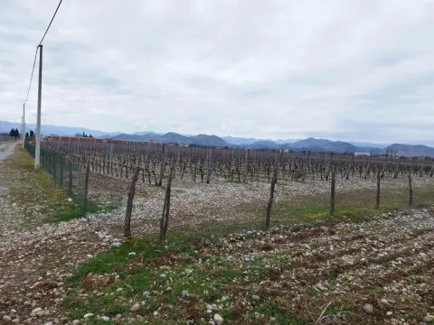 Pogled na ograđeni vinograd i okolni pejzaž. - image 8
