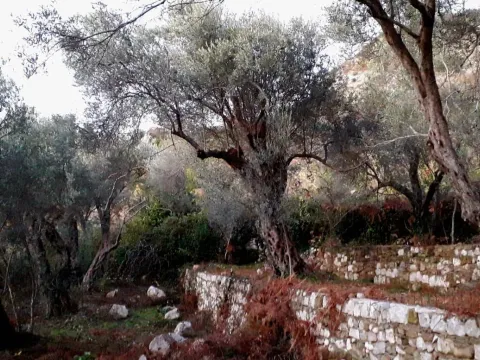 Prodaja, plac, 1200m², Bar, Crna Gora - image 5