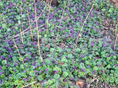 Prodaja, plac, 500m², Botun, Podgorica - image 2