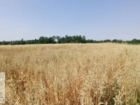 Sale, land lot, 9000m², Konatice, Obrenovac - image 2