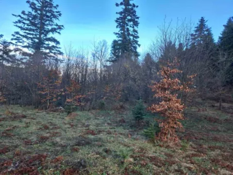 Sale, land lot, 10500m², Stublo, Čajetina - image 3