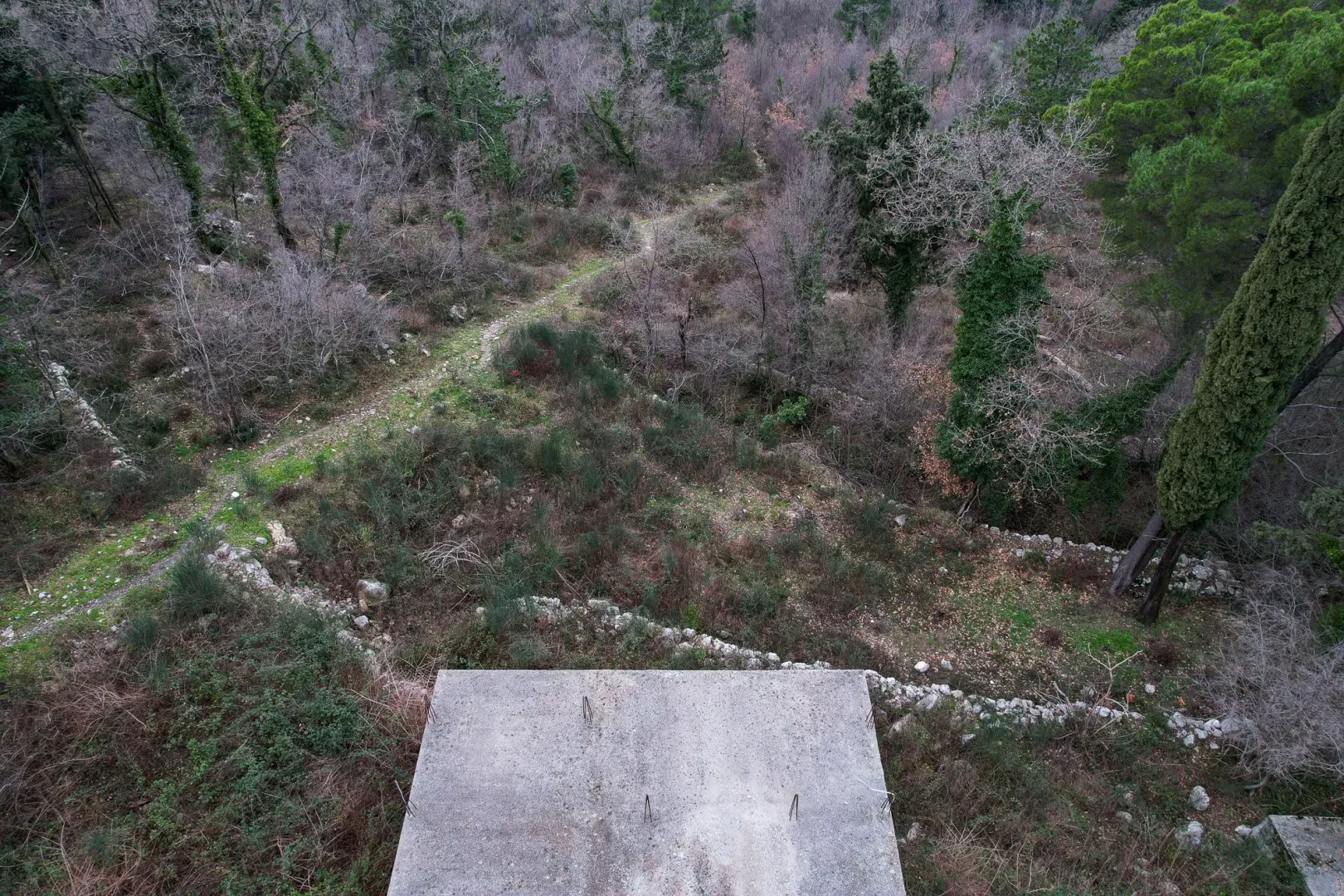 Pogled sa betonske ploče na pošumljeno zemljište.