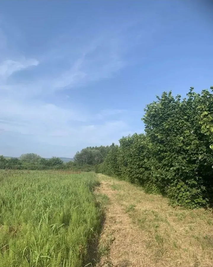 Prodaja, plac, 8100m², Veliko Gradište, Srbija