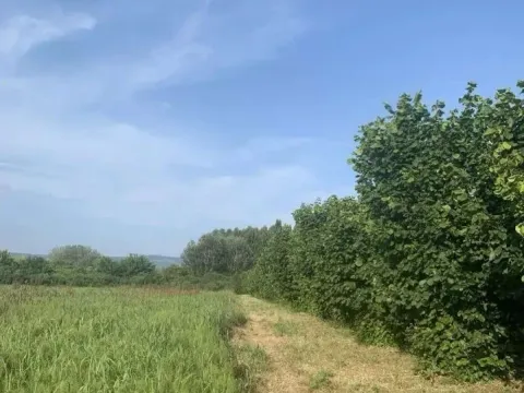 Prodaja, plac, 8100m², Veliko Gradište, Srbija - image 2