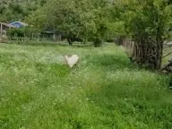 Sale, house, 2401m², Rogami, Podgorica - image 2