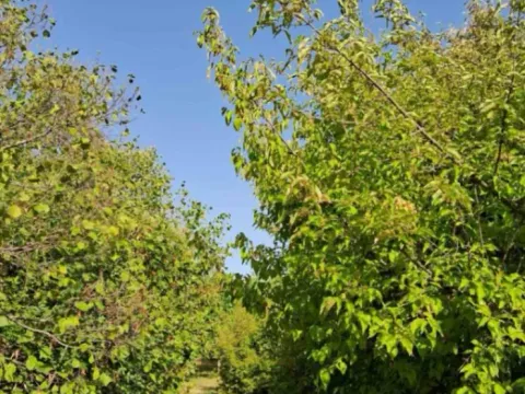 Sale, land lot, 1700m², Bajice, Cetinje - image 4