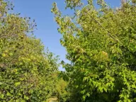 Sale, land lot, 1700m², Bajice, Cetinje - image 4