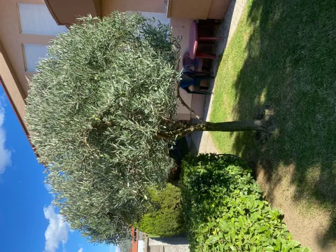 Rent, house, 250m², Karaburško Polje, Podgorica - image 2