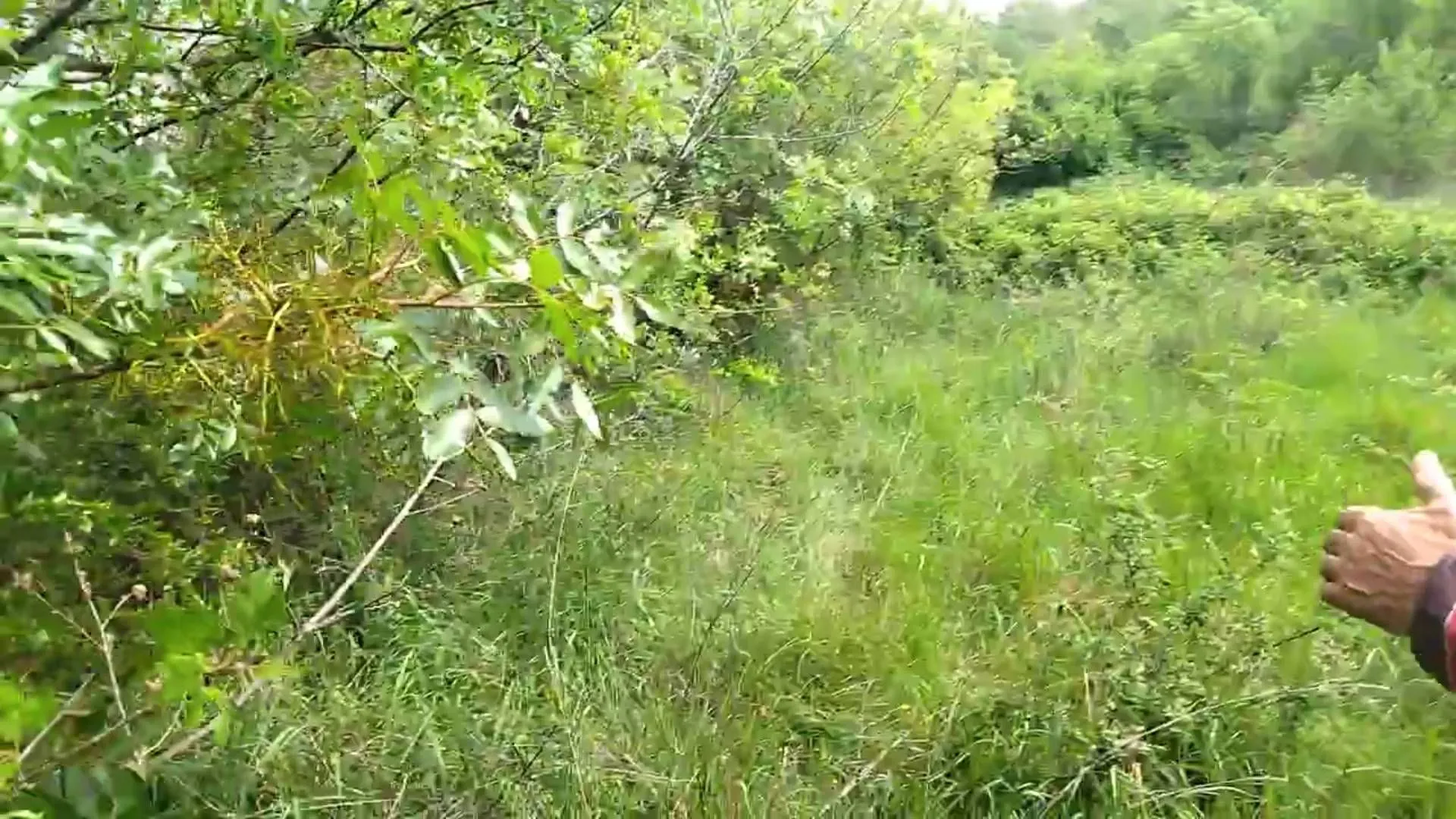 Prodaja, plac, 3493m², Barutana, Podgorica