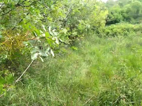 Prodaja, plac, 3493m², Barutana, Podgorica - image 3