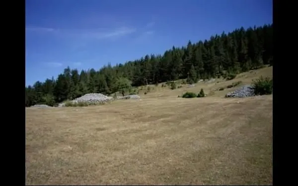 Veliki plac okružen borovom šumom.