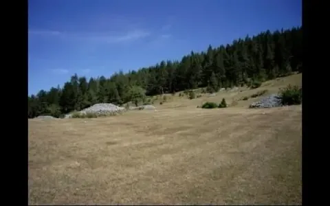 Veliki plac okružen borovom šumom. - image 7