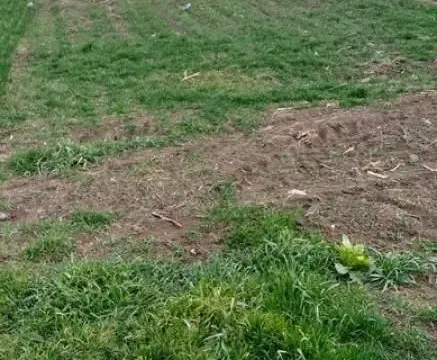 Zemljište in Zemun Sve Podlokacije