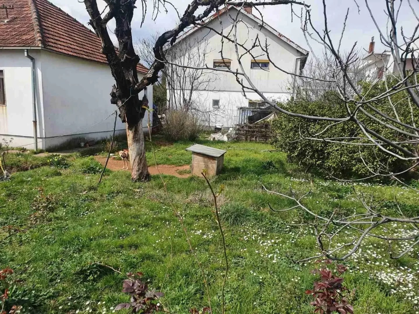 Dvorište kuće sa travnjakom i drvećem u proljeće.