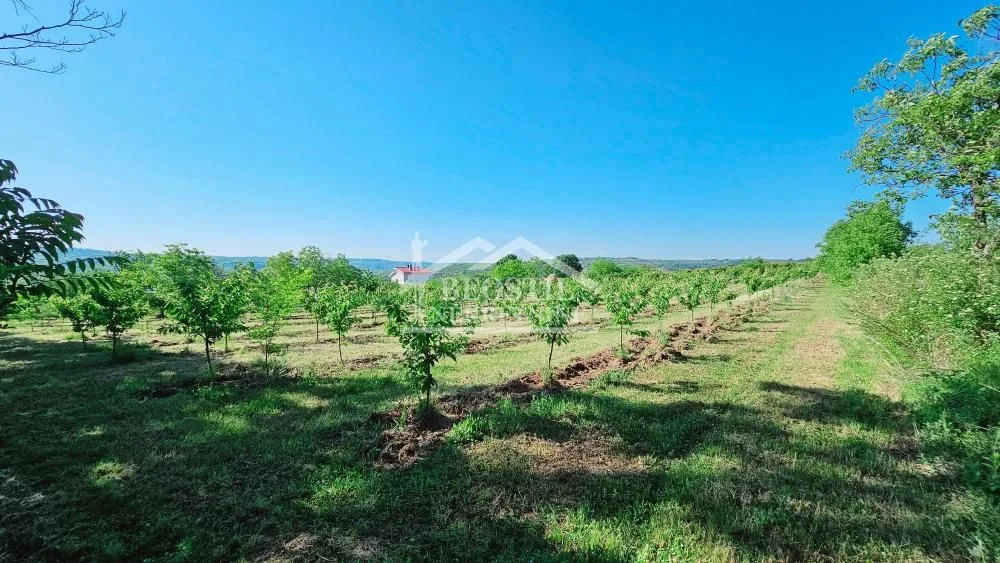 Prodaja, plac, 8900m², Grocka, Beograd
