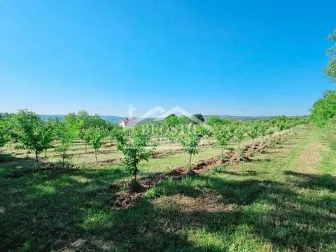 Sale, land lot, 8900m², Grocka, Beograd - image 3