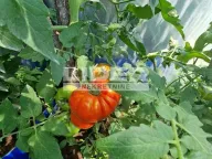 Prodaja, kuća, 127m², Mala Ivanča, Sopot - image 12