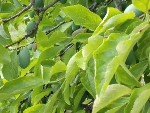 Sale, house, 88m², Pljevlja, Crna Gora - image 5