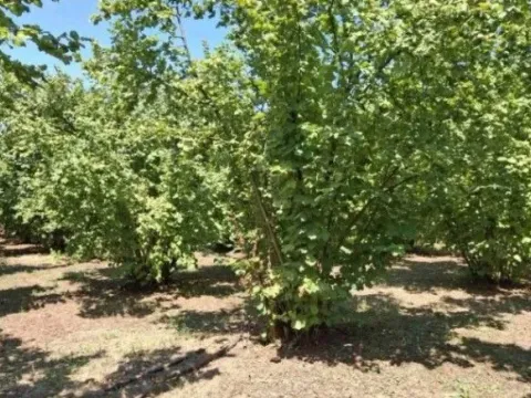 Prodaja, plac, 6140m², Baničina, Smederevska Palanka - image 7