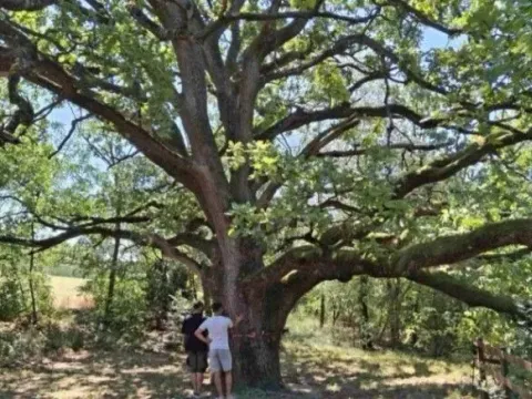 Sale, land lot, 10800m², Baničina, Smederevska Palanka - image 2