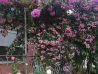 Prodaja, kuća, 60m², Sutomore, Bar - image 14