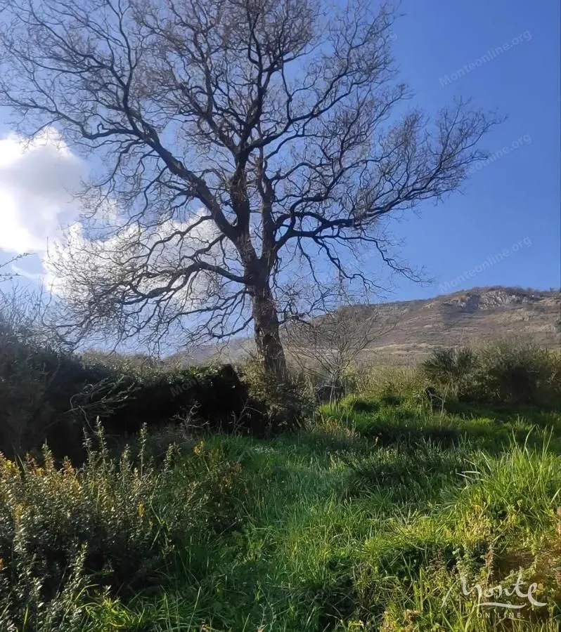 Pogled na travnati plac sa velikim drvetom i brdom u pozadini.