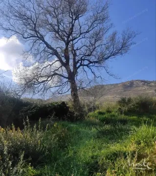 Pogled na travnati plac sa velikim drvetom i brdom u pozadini. - image 4