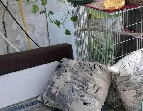 Prodaja, trosoban stan, 60m², Novi Sad, Srbija - image 13