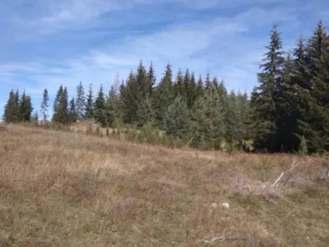 Prodaja, plac, 17803m², Podgora, Žabljak - image 5