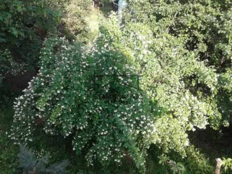 Prodaja, kuća, 90m², Irig, Srbija - image 5