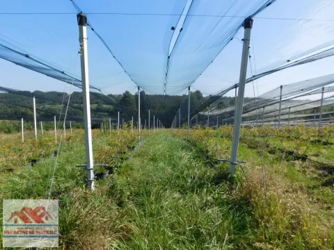 Sale, land lot, 350m², Kragujevac, Srbija - image 34