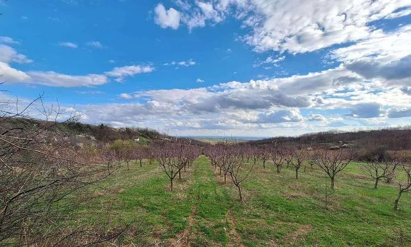 Prodaja, plac, 11894m², Banja Vrdnik, Irig
