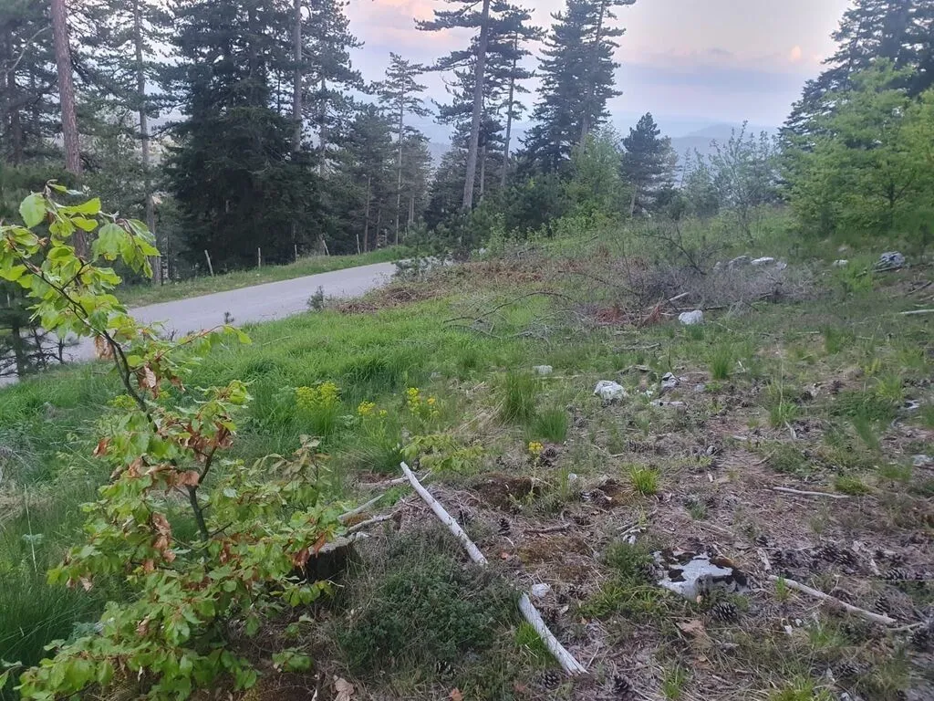 Prodaja, plac, 1130m², Centar, Zlatibor