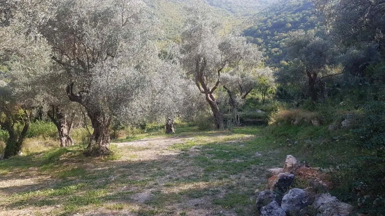 Prodaja, plac, 3413m², Bartula, Bar