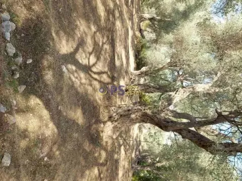 Prodaja, plac, 3500m², Bar, Crna Gora - image 2