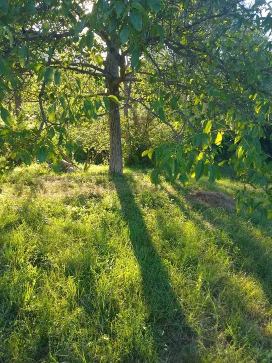 Prodaja, plac, 10000m², Bandići, Danilovgrad